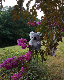 Keeleco 100% Recycled Plush Eco Toys (Koala) - 0